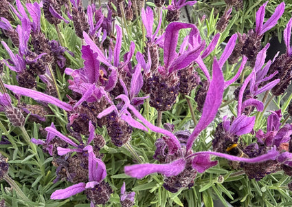Französischer Lavendel - Lavandula stoechas subsp. pedunculata