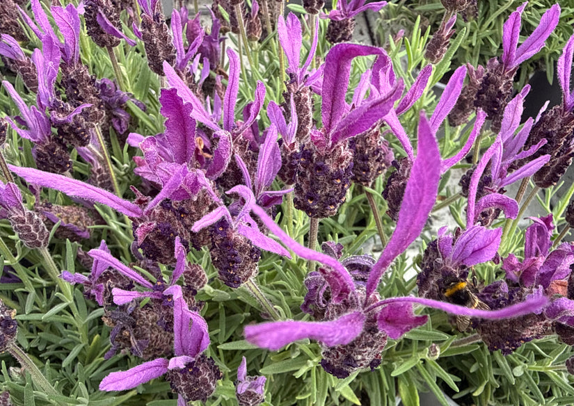 Französischer Lavendel - Lavandula stoechas subsp. pedunculata