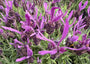 Französischer Lavendel - Lavandula stoechas subsp. pedunculata