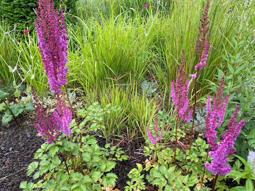 Plume Spirea - Astilbe Japonica 'Mainz'