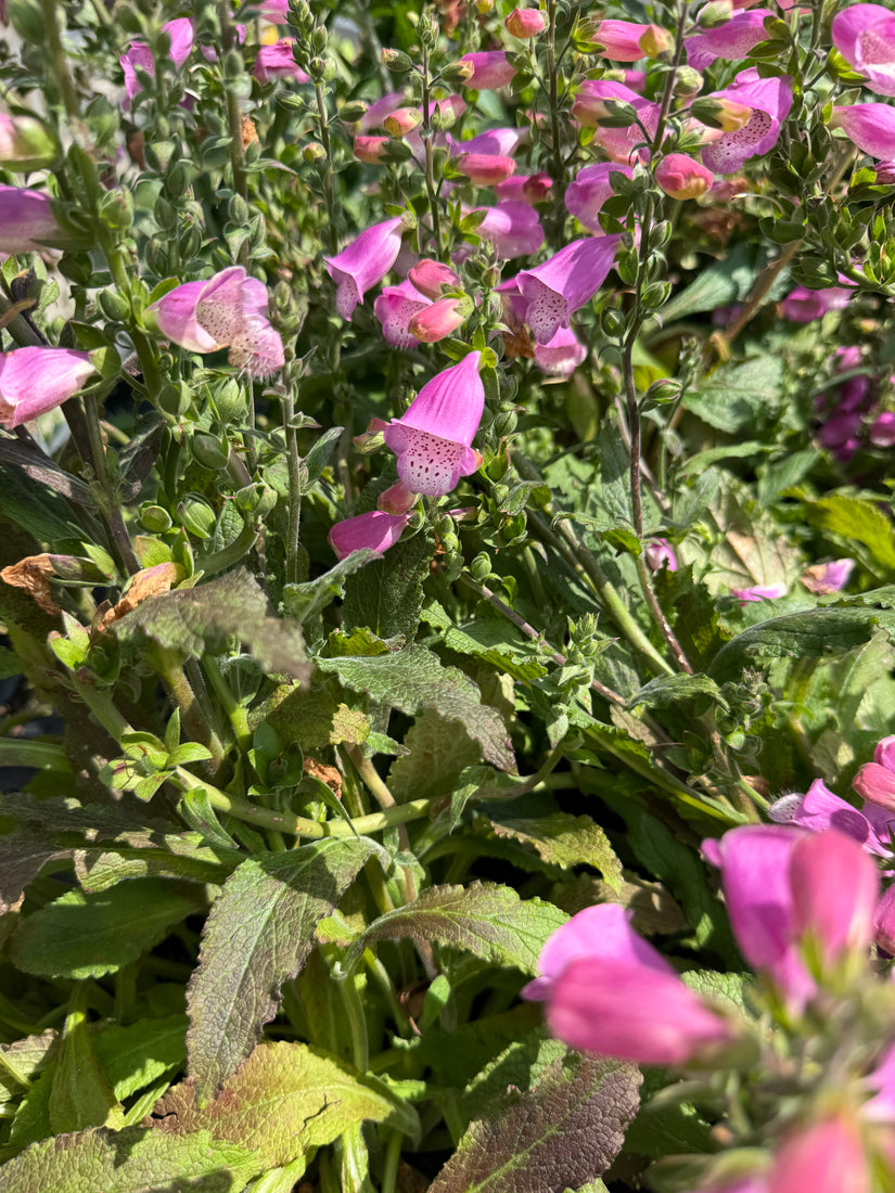 Fingerhut - Digitalis purpurea 'Foxy Hybrids'