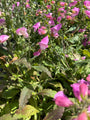 Fingerhut - Digitalis purpurea 'Foxy Hybrids'