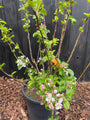 Voorbeeld c20 pot foto april 