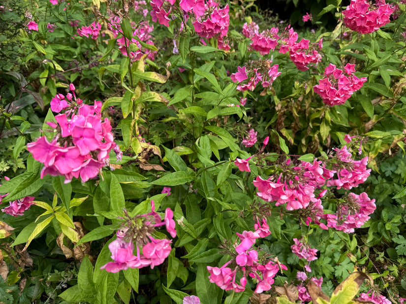 Phlox (Höhe 80 cm, Rosa) - Phlox paniculata 'Tenor'