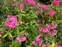 Phlox (Höhe 80 cm, Rosa) - Phlox paniculata 'Tenor'