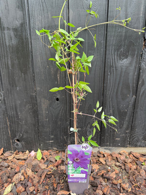 60-70 cm, C2