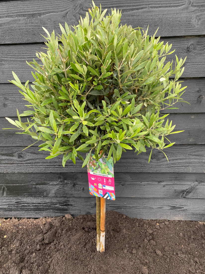 Halbstämmiger Olivenbaum - Olea europaea