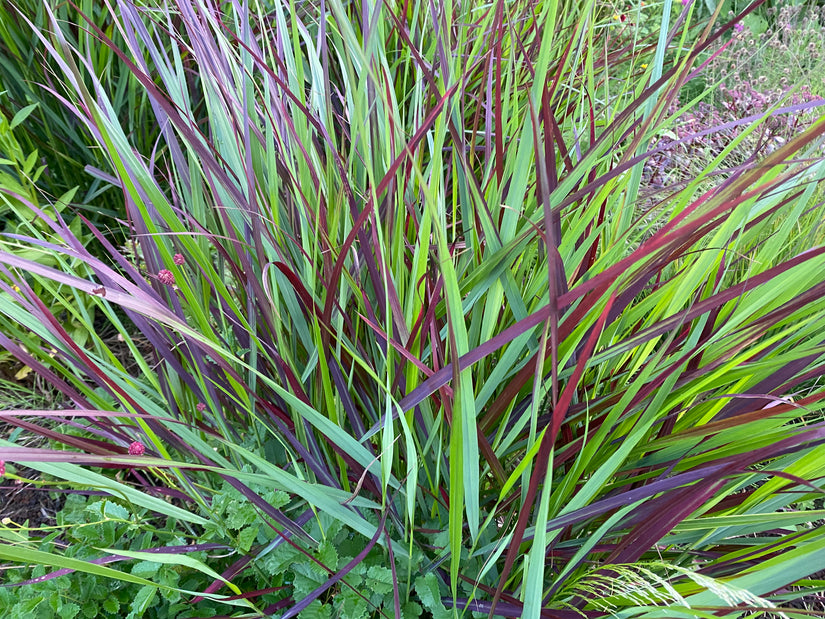 Japanisches Blutgras - Imperata cylindrica 'Red Baron'