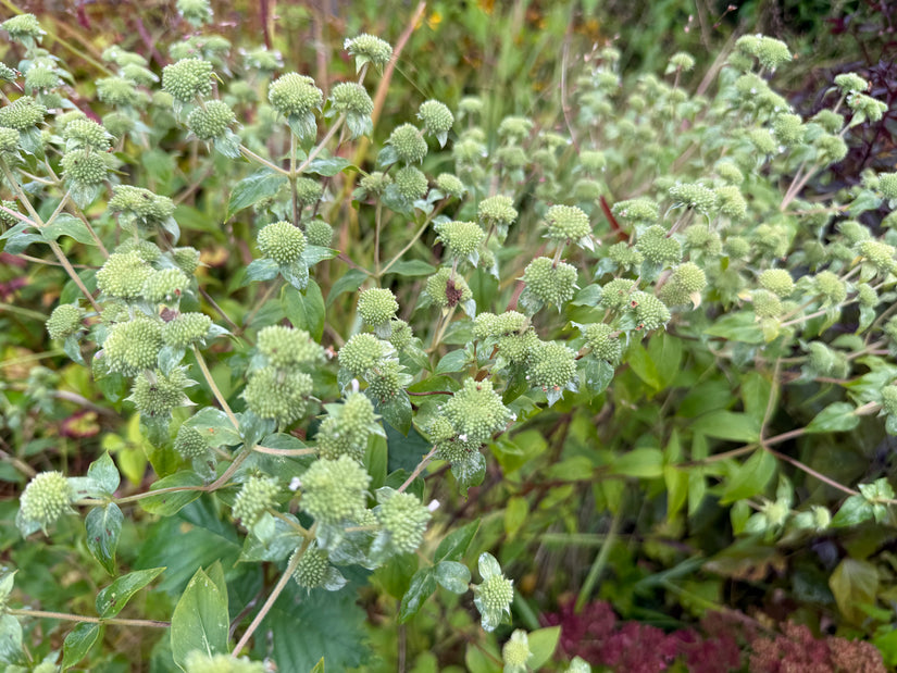 Bergminze - Pycnanthemum flexuosum