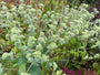 Bergminze - Pycnanthemum flexuosum