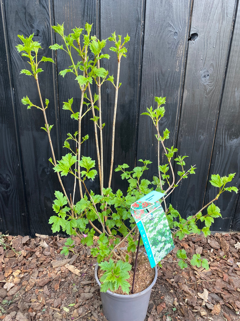 Gelderrose - Viburnum Opulus