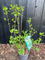 Gelderrose - Viburnum Opulus