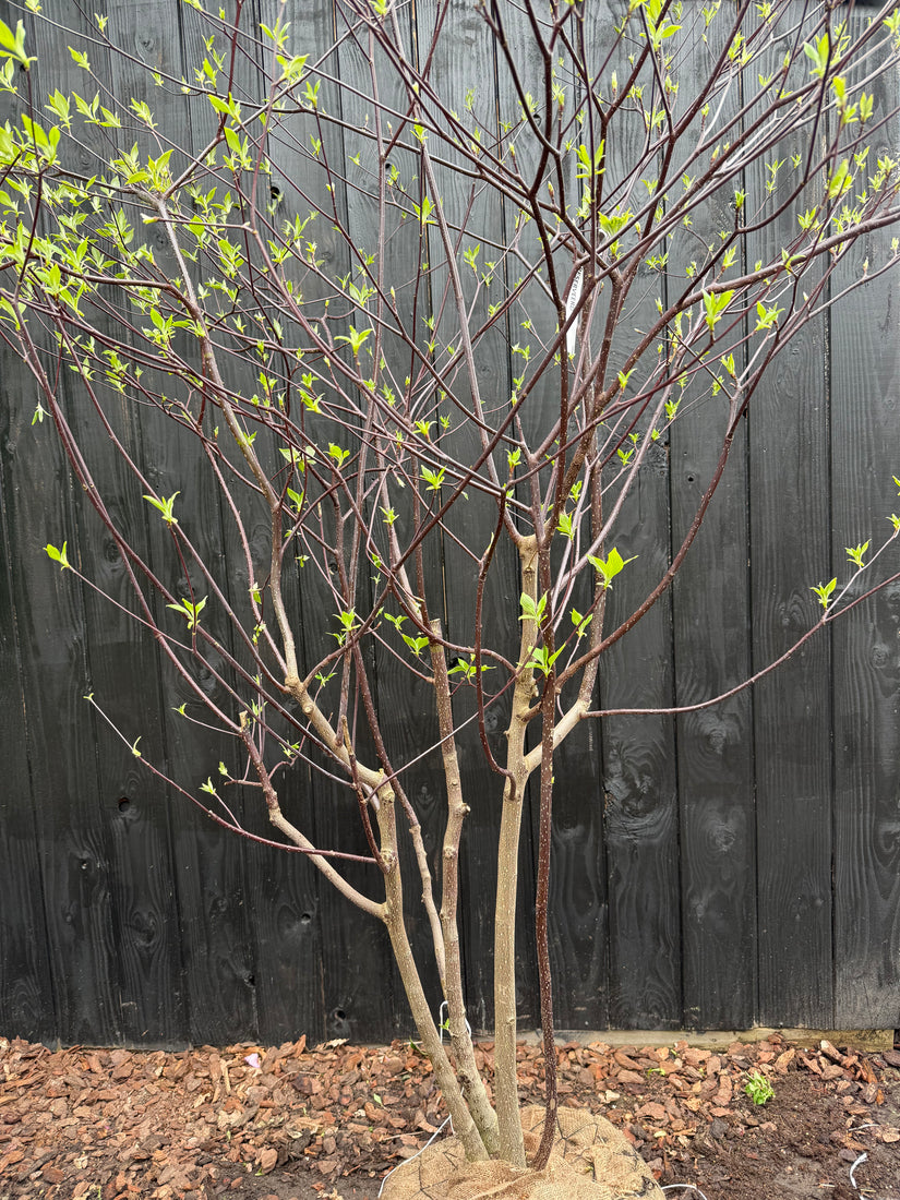 Riesen-Hartriegel - Cornus Controversa