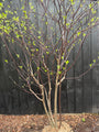 Riesen-Hartriegel - Cornus Controversa