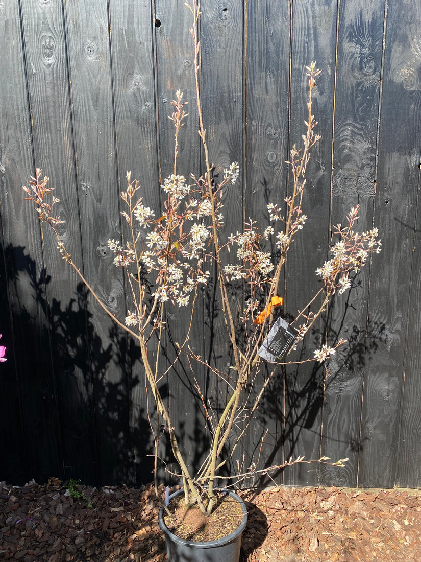 Mehrstämmige Elsbeere - Amelanchier lamarckii