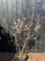 Mehrstämmige Elsbeere - Amelanchier lamarckii