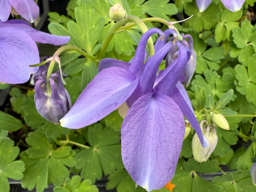 Akelei Blau/Lila (Niedrige Sorte 30 cm) - Aquilegia flabellata 'Ministar'