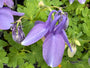 Akelei Blau/Lila (Niedrige Sorte 30 cm) - Aquilegia flabellata 'Ministar'