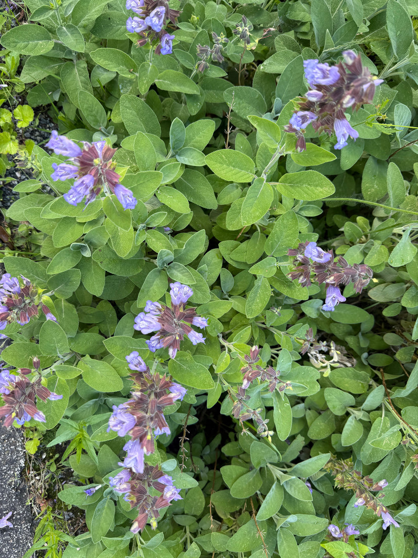 Echter Salbei – Salvia Officinalis
