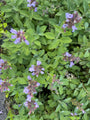 Echter Salbei – Salvia Officinalis