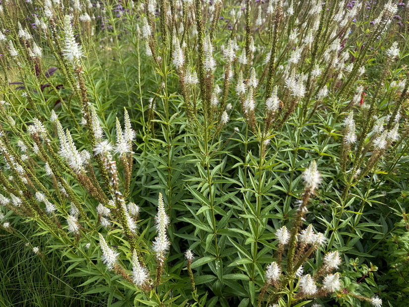Schwarzer Ehrenpreis - Veronicastrum virginicum 'Album'
