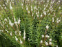 Schwarzer Ehrenpreis - Veronicastrum virginicum 'Album'