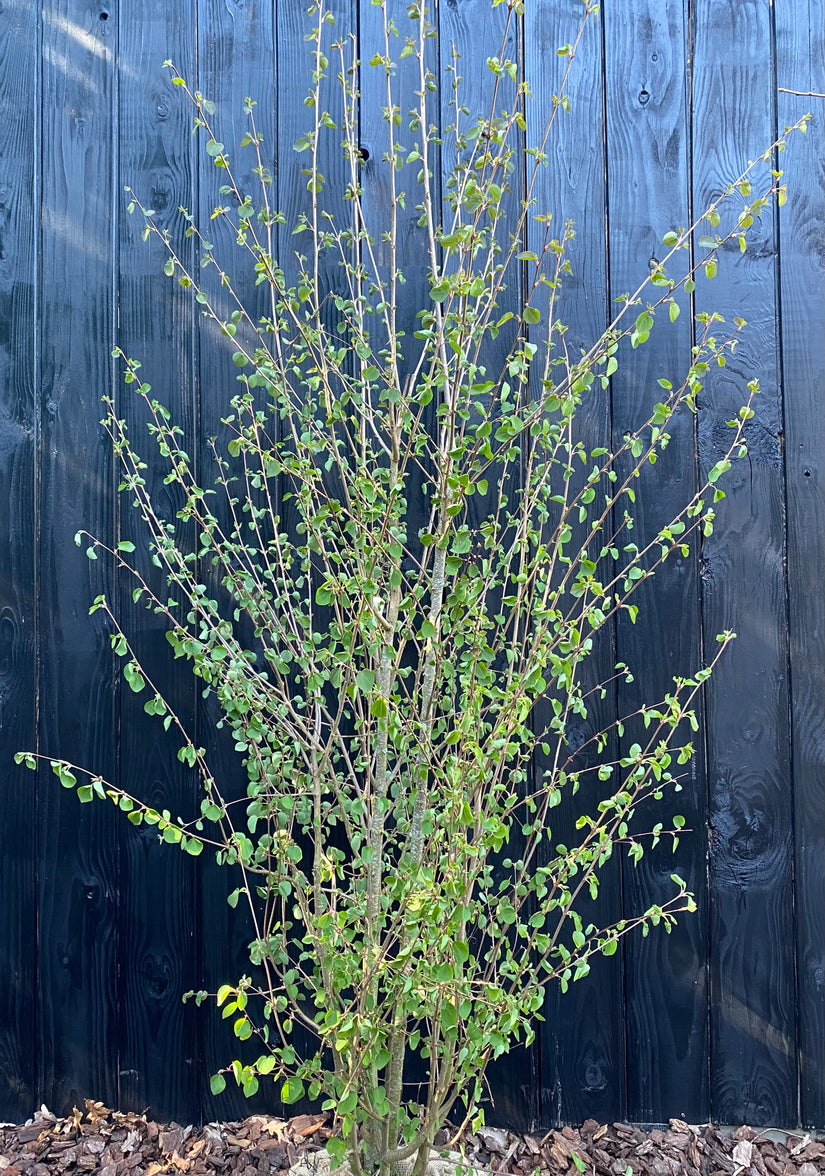Mehrstämmige Katsura - Cercidiphyllum Japonicum (Katsura)