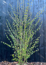 Mehrstämmige Katsura - Cercidiphyllum Japonicum (Katsura)