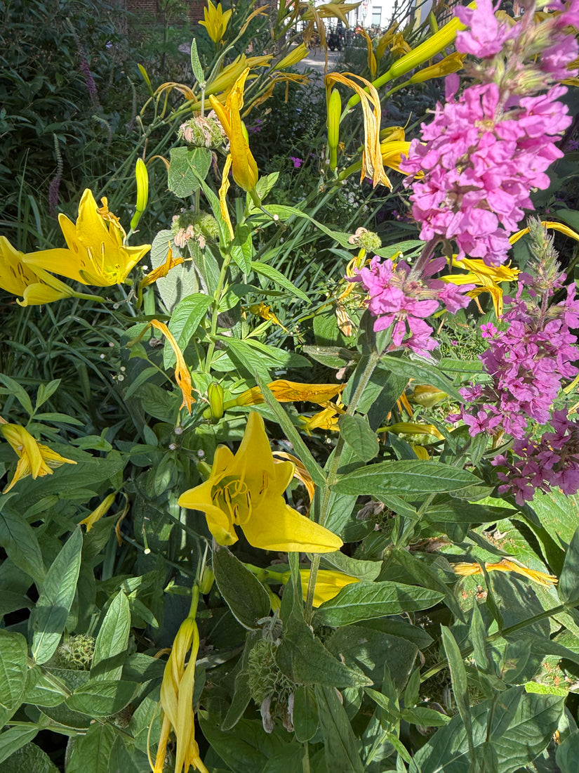 Bio-Taglilie - Hemerocallis 'Stella de Oro'