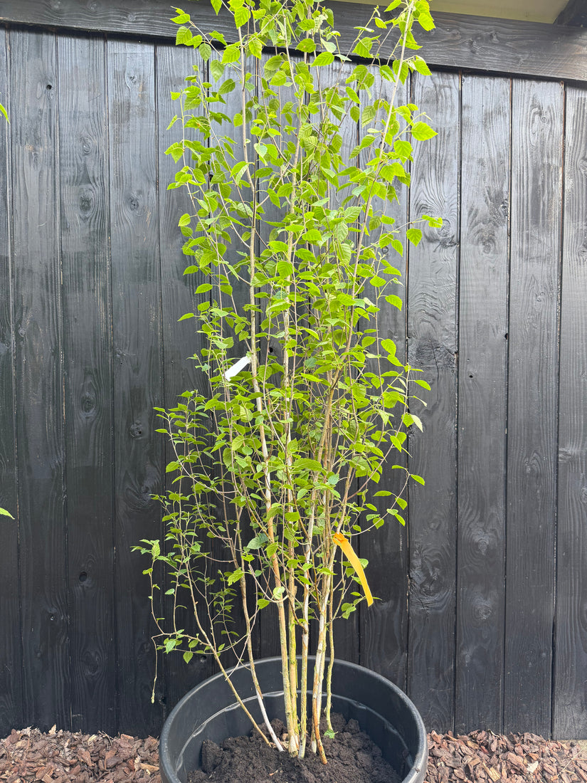 Birke - Betula Utilis 'Doorenbos'