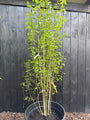 Birke - Betula Utilis 'Doorenbos'