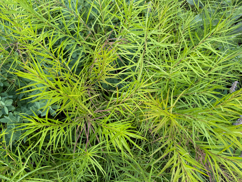 Stern-Immergrün - Amsonia hubrichtii