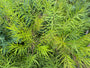 Stern-Immergrün - Amsonia hubrichtii