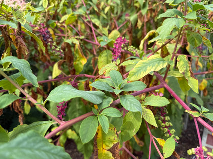 Westliche Kermesbeere - Phytolacca americana