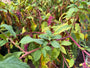 Westliche Kermesbeere - Phytolacca americana