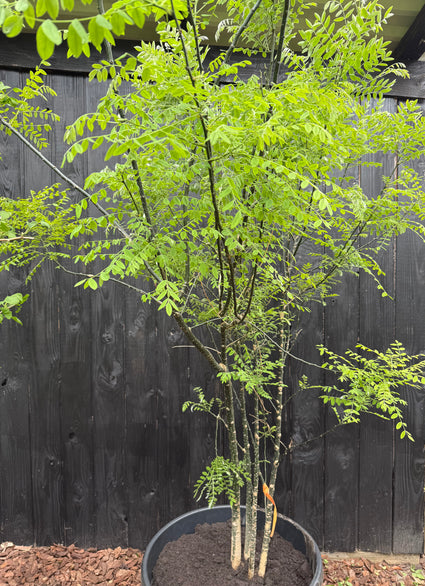 Japanischer Honigbaum mehrstämmig - Styphnolobium Japonicum / Sophora japonica