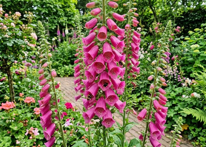 Fingerhut (Rosa/Rot) - Digitalis 'Mertonensis'