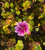 Große Malve - Malva sylvestris 'Zebrina'