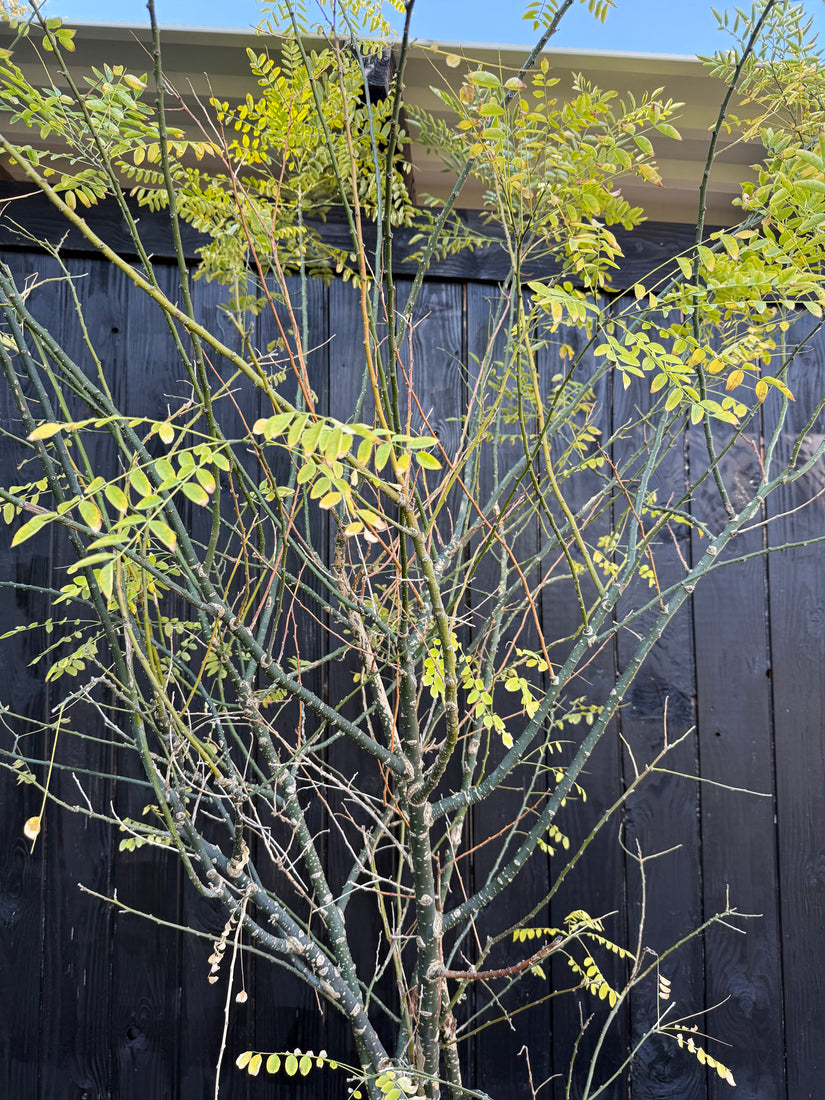 Japanischer Honigbaum mehrstämmig - Styphnolobium Japonicum / Sophora japonica
