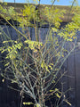Japanischer Honigbaum mehrstämmig - Styphnolobium Japonicum / Sophora japonica