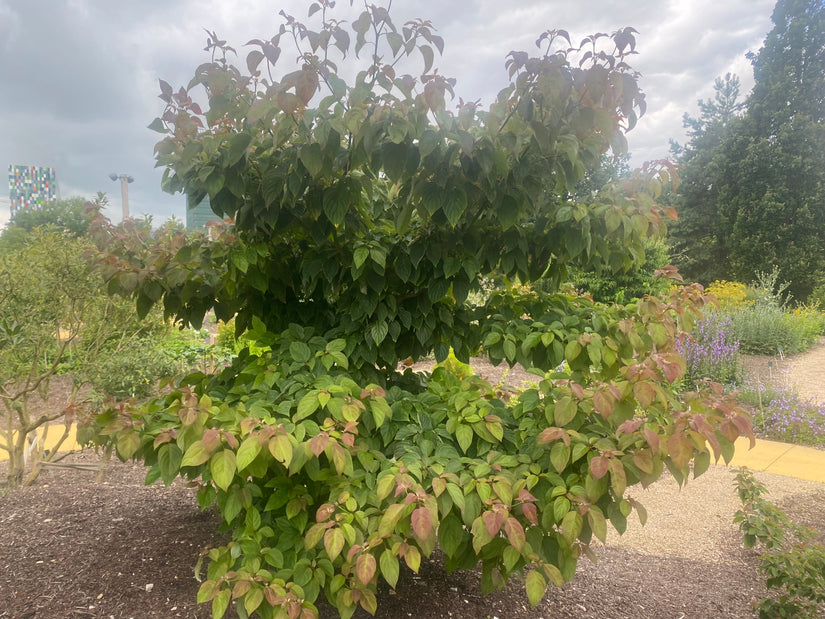 Riesen-Hartriegel - Cornus Controversa