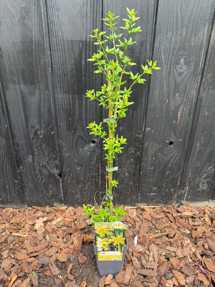 Winterjasmin (Gelb) - Jasminum nudiflorum