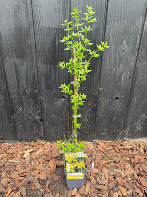 50-60 cm, C2