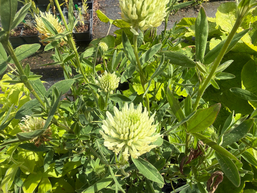 Klee - Trifolium ochroleucon