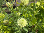 Klee - Trifolium ochroleucon