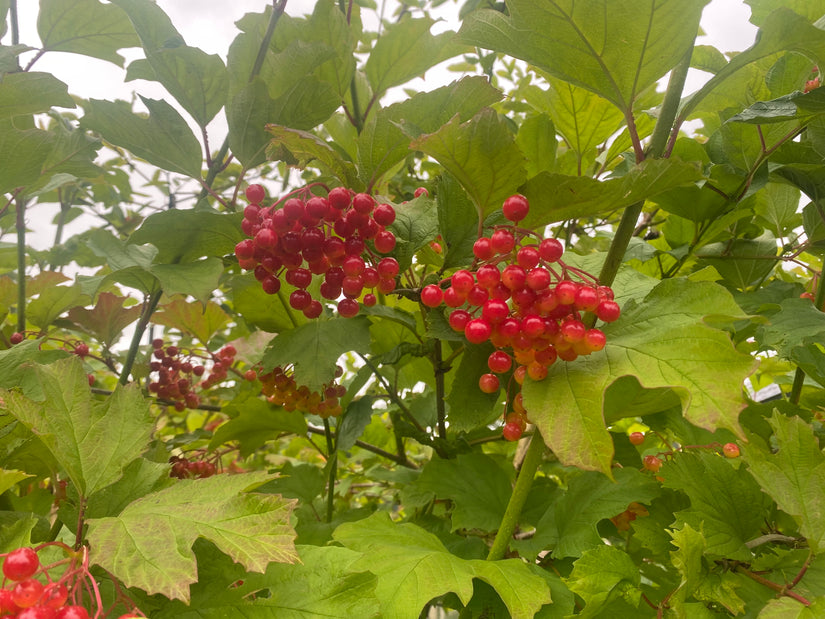 Gelderrose - Viburnum Opulus