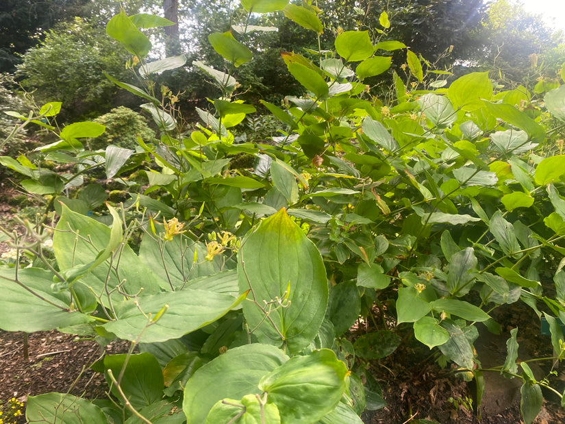 Krötenlilie - Tricyrtis latifolia