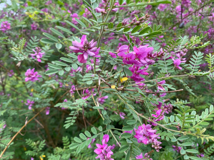 Indigopflanze - Indigofera heterantha