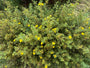 Gänsegans - Potentilla fruticosa