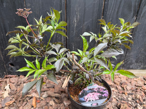 30-40 cm, C3